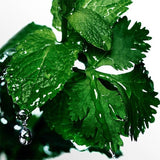 Cool Water - Eau De Toilette for Him - Aromatic Fragrance with Notes of Coriander, Mint, Lavender and Amber - Medium Longevity